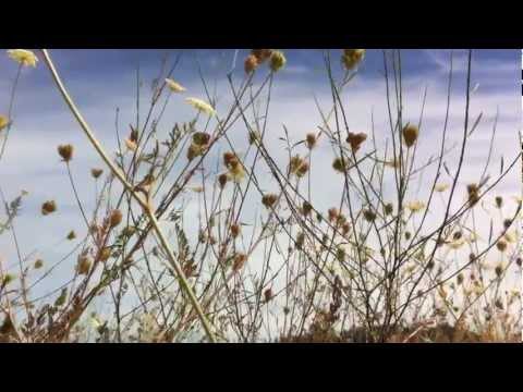 Emily Wells Trio Symphony 9 & the Sunshine (remixed & LIVE)